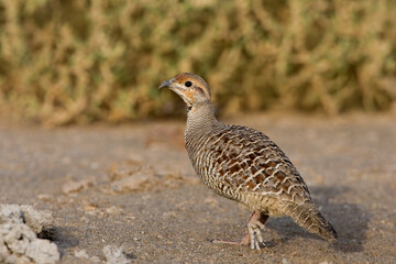 Grijze Frankolijn, Grey Francolin, Francolinus pondicerianus