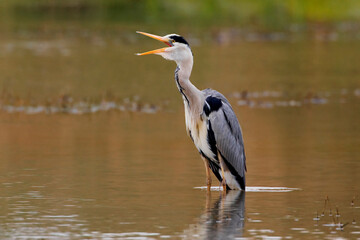 Blauwe Reiger, Grey Heron, Ardea cinerea