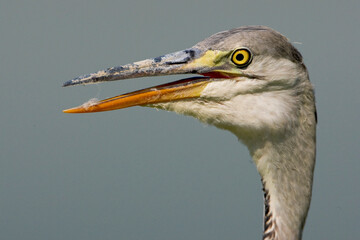 Blauwe Reiger, Grey Heron, Ardea cinerea