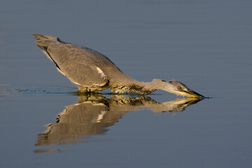 Blauwe Reiger, Grey Heron, Ardea cinerea