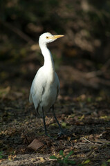 Cattle egret Bubulcus ibis in Keoladeo Ghana National Park. Rajasthan. India.