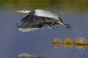 Blauwe Reiger, Grey Heron, Ardea cinerea