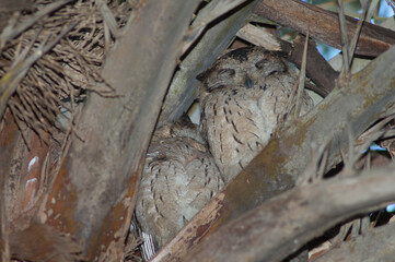 Indian scops owls Otus bakkamoena sleeping in a palm. Keoladeo Ghana National Park. Rajasthan. India.