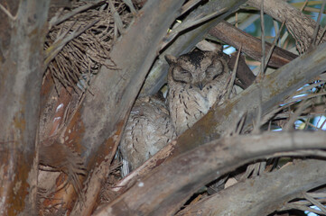 Indian scops owls Otus bakkamoena sleeping in a palm. Keoladeo Ghana National Park. Rajasthan. India.