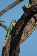 Pair of rose-ringed parakeets Psittacula krameri. Keoladeo Ghana National Park. Bharatpur. Rajasthan. India.