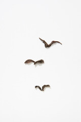 Fototapeta premium Autumnal leaves as birds