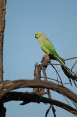 Male rose-ringed parakeet Psittacula krameri. Keoladeo Ghana National Park. Bharatpur. Rajasthan. India.