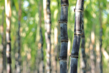 Sugarcane plants growing at field