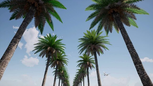 Plane over palm trees Airplane flight Landscape island Nature beach tropical travel 4k