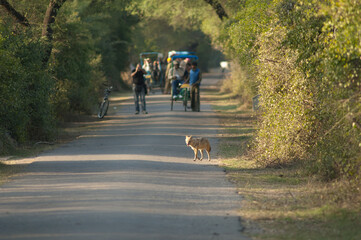 Golden jackal Canis aureus indicus and people in the background. Keoladeo Ghana National Park....