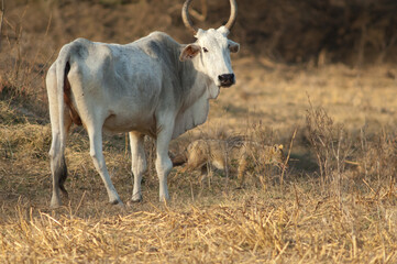 Zebu Bos primigenius indicus and golden jackal Canis aureus indicus. Keoladeo Ghana National Park. Rajasthan. India.