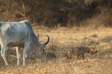 Zebu Bos primigenius indicus grazing and golden jackal Canis aureus indicus. Keoladeo Ghana National Park. Rajasthan. India.