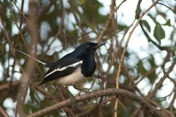 Male oriental magpie-robin Copsychus saularis. Keoladeo Ghana National Park. Rajasthan. India.