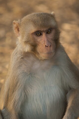 Rhesus macaque Macaca mulatta in Keoladeo Ghana National Park. Bharatpur. Rajasthan. India.
