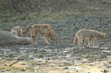 Golden jackals Canis aureus indicus feeding on a zebu's body Bos primigenius indicus. Keoladeo...