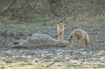 Golden jackals Canis aureus indicus feeding on a zebu's body Bos primigenius indicus. Keoladeo...