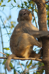Young rhesus macaque Macaca mulatta. Keoladeo Ghana National Park. Bharatpur. Rajasthan. India.