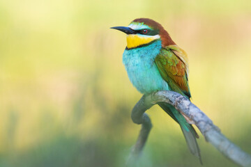 colorful bird bee-eater sits on a dry branch