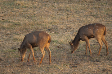 Males sambar Cervus unicolor grazing. Keoladeo Ghana National Park. Bharatpur. Rajasthan. India.