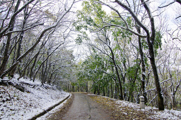Autumn forest with green leaves in the snow. The road goes into the distance