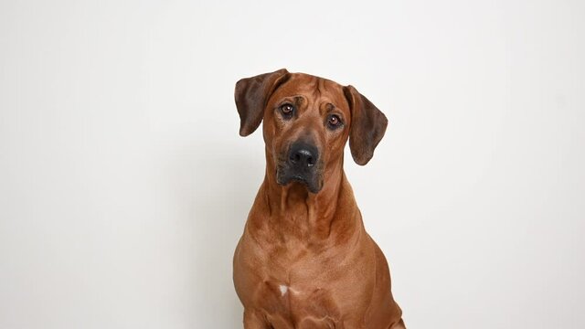Rhodesian Ridgeback dog tilting head and looking on camera on white background. Excited dog, Smart eyes look