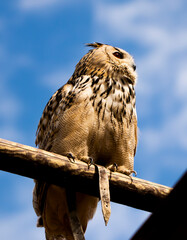 A graceful owl on a branch.