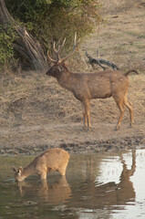 Pair of sambar Cervus unicolor in a lagoon. Keoladeo Ghana National Park. Bharatpur. Rajasthan. India.