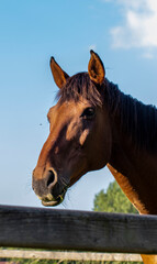 Nice close-up of a horse's head in nature with a clear blue sky.