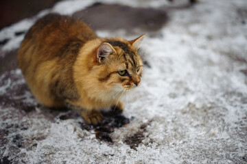 an adult cat sits on the ground in ice, winter weather, frost or March. home animal on the street. homeless cat. close-up of a beautiful ginger cat on the snow in the village