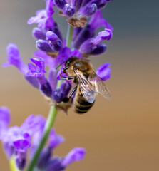 A bee in action with very beautiful colors and detailed aspects.