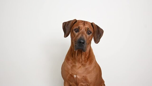 Drooling Rhodesian ridgeback dog waiting for food