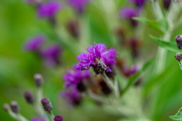 purple flowers in a field.  Macro with copy space 
