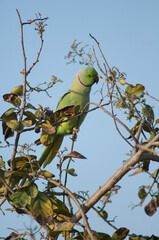 Male rose-ringed parakeet Psittacula krameri. Keoladeo Ghana National Park. Bharatpur. Rajasthan. India.