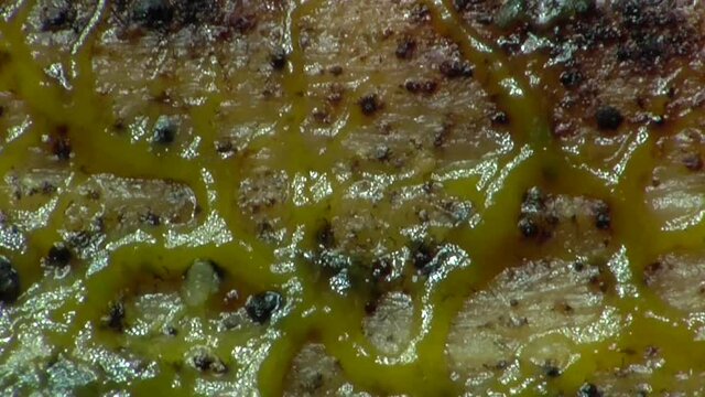 Schleimpilz Plasmodium (Myxomyceten) Pulsation im Zeitraffer