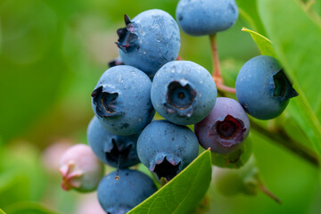 Blueberry, blueberries growing on the bushes.  A mix between mature and immature organic fruits.  Macros with selective focus.