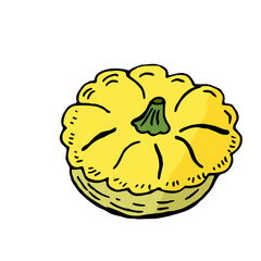 One yellow squash in doodle style isolated on white background. Vector illustration, hand-drawing. Vegetable for a healthy diet.