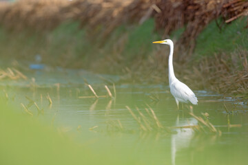 A cattle egret foraging in a meadow with cows in the Netherlands.