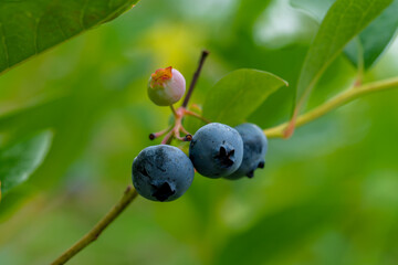 Blueberry, blueberries growing on the bushes.  A mix between mature and immature organic fruits.  Macros with selective focus.