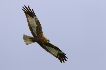 Bruine Kiekendief, Marsh Harrier, Circus aeruginosus