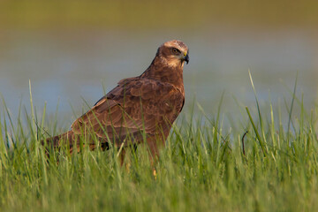 Bruine Kiekendief, Marsh Harrier, Circus aeruginosus