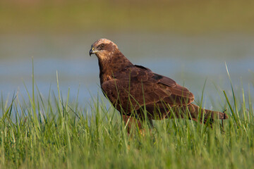 Bruine Kiekendief, Marsh Harrier, Circus aeruginosus