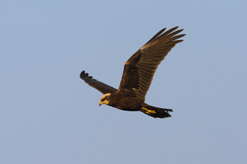 Bruine Kiekendief, Western Marsh Harrier, Circus aeruginosus