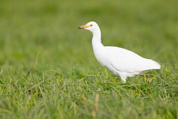 A cattle egret foraging in a meadow with cows in the Netherlands.