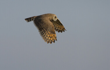 Afrikaanse Velduil, Marsh Owl, Asio Capensis