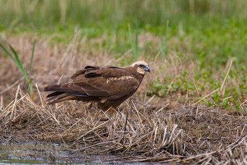 Falco di palude; Marsh Harrier; Circus aeruginosus