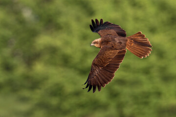 Bruine Kiekendief, Marsh Harrier, Circus aeruginosus