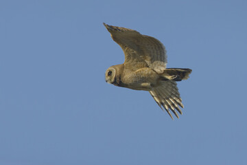 Afrikaanse Velduil, Marsh Owl, Asio Capensis