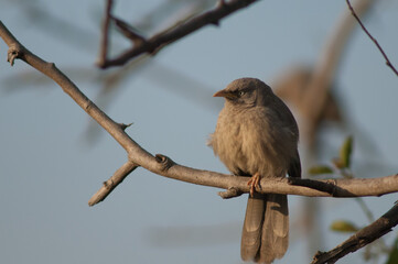 Jungle babbler Turdoides striatus perched on a branch. Keoladeo Ghana National Park. Bharatpur. Rajasthan. India.