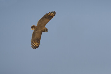 Afrikaanse Velduil, Marsh Owl, Asio Capensis