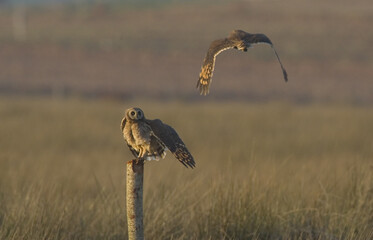 Afrikaanse Velduil, Marsh Owl, Asio Capensis